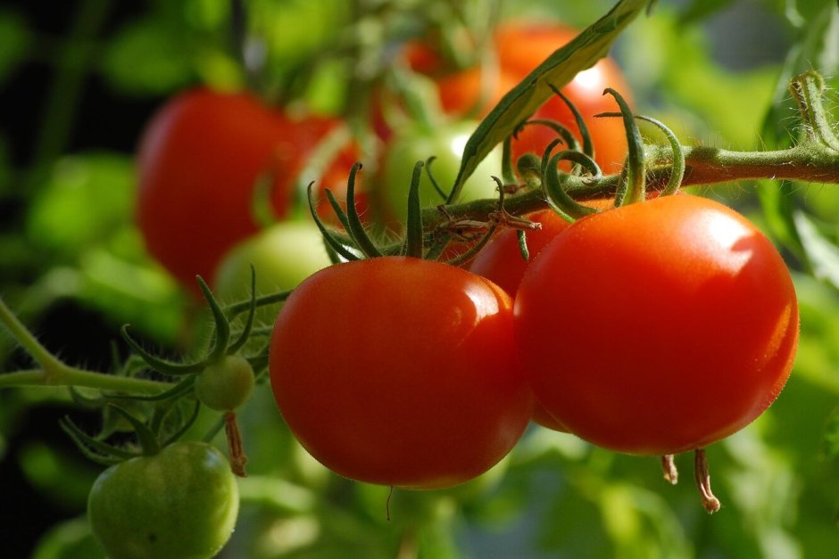 Семена томат турбореактивный