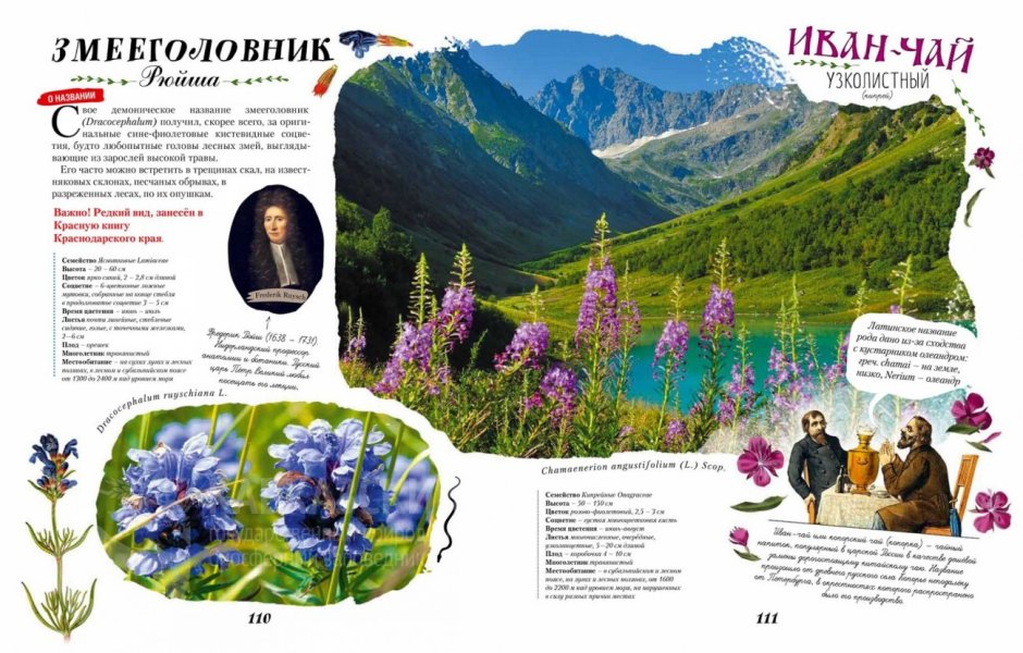 Растения Кавказа книга