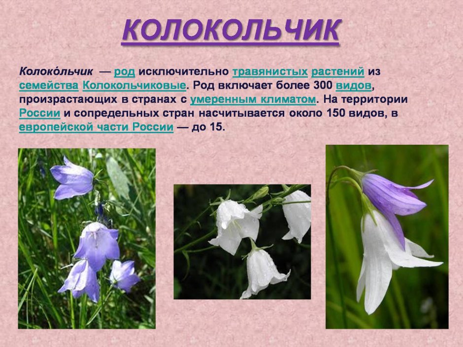 Растения которые занесены в красную книгу России 2 класс