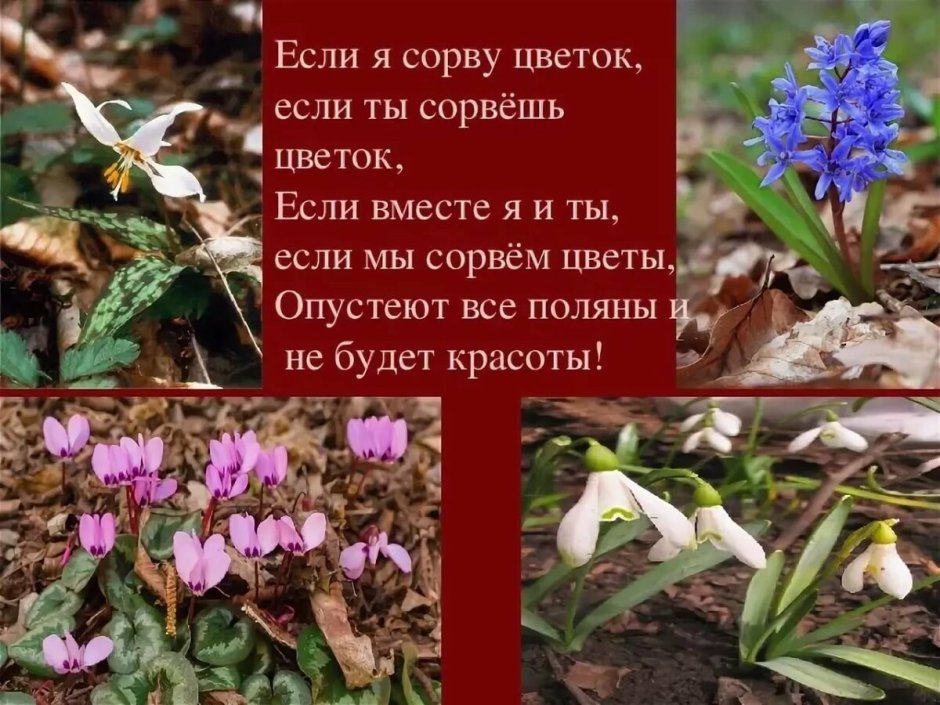 Первоцветы Краснодарского края занесенные в красную