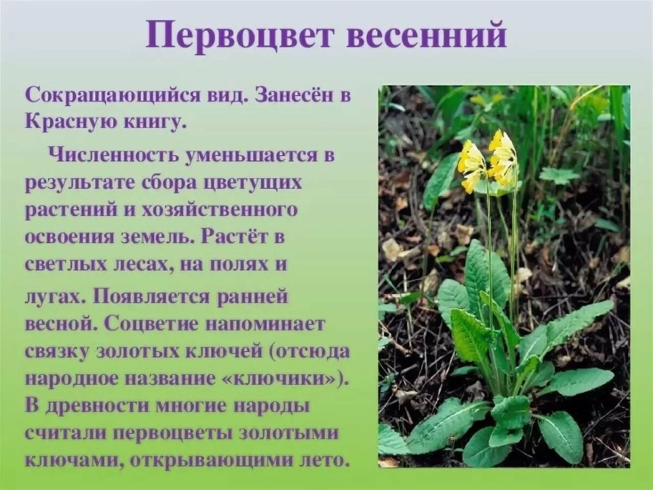 Вымершие растения Пермского края