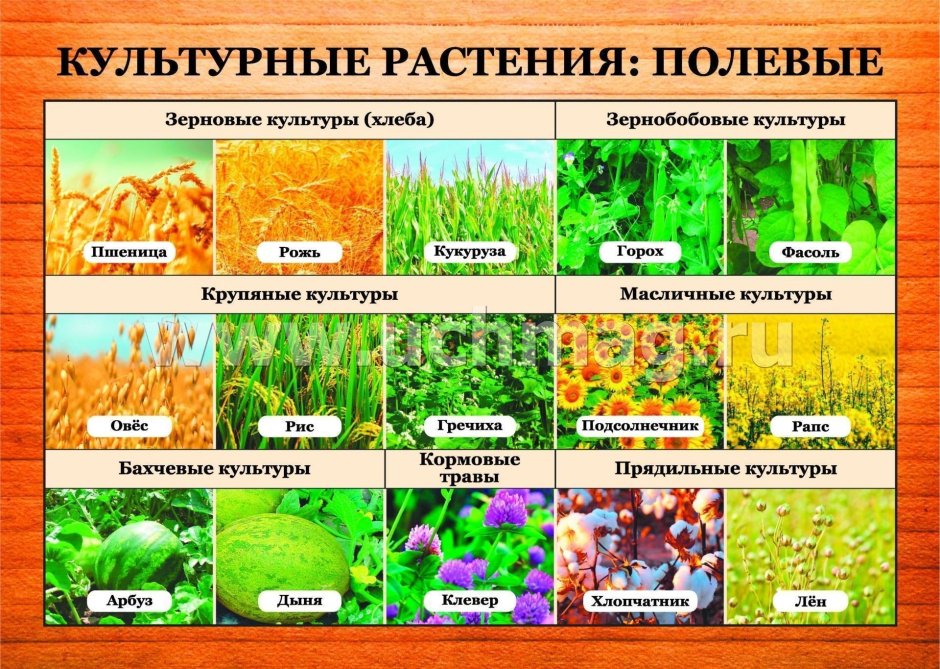 Сорта культурных растений