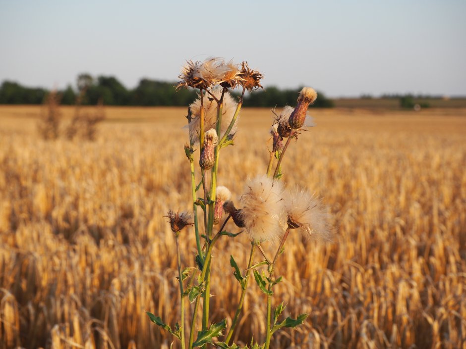 Бодяк полевой в пшенице