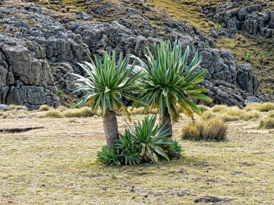 Пальмы Эфиопия