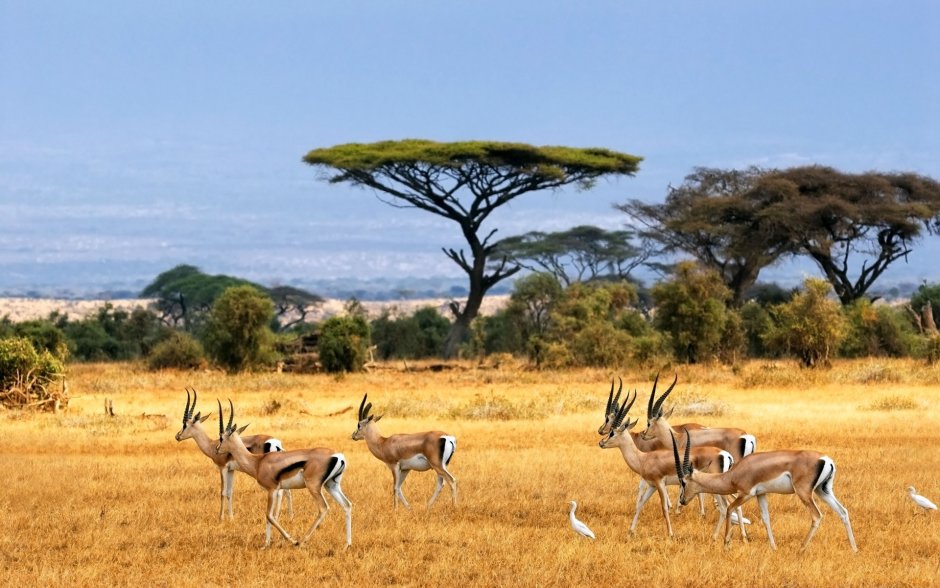 Национальный парк Сымен Эфиопия