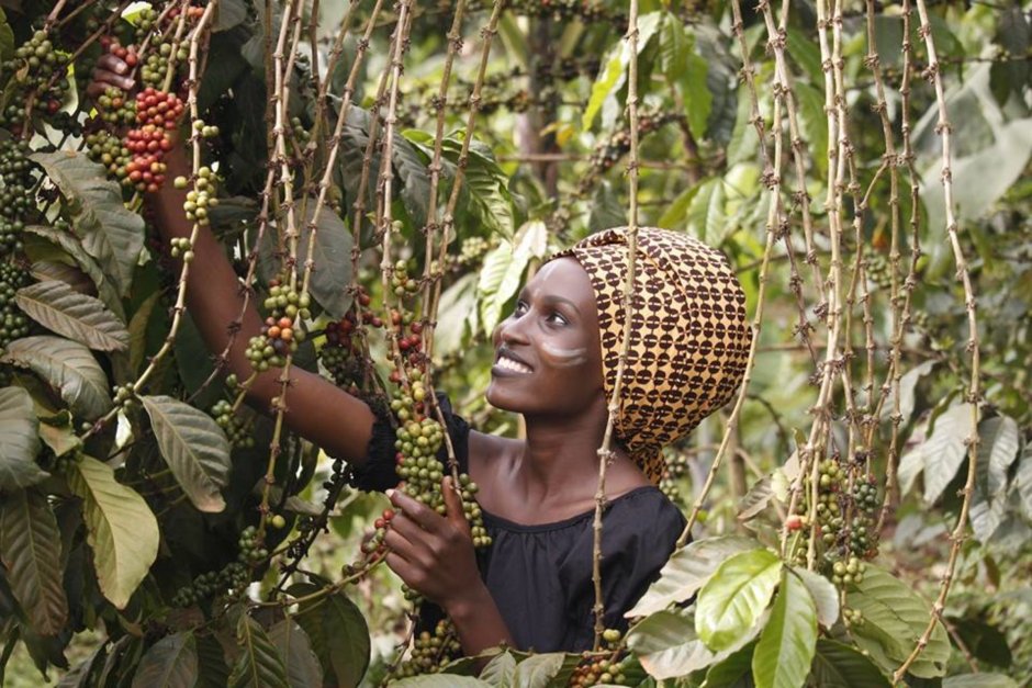 Плантации кофе в Эфиопии