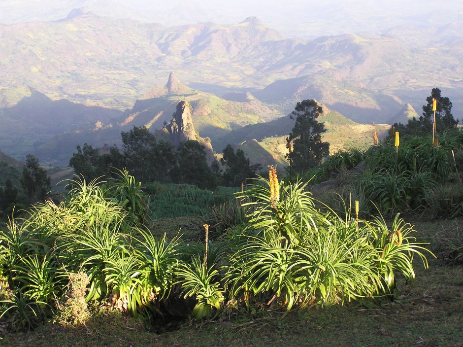 Горные леса Эфиопии