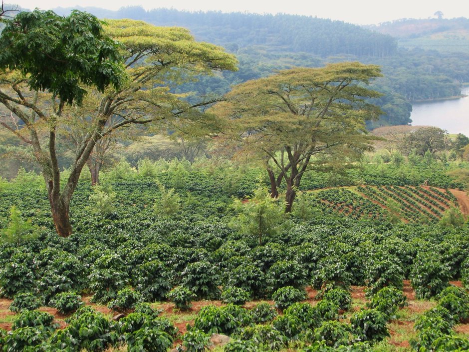 Кения чайные плантации
