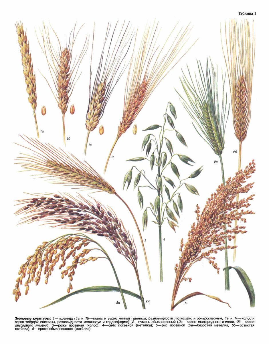 Рожь пшеница ячмень тритикале