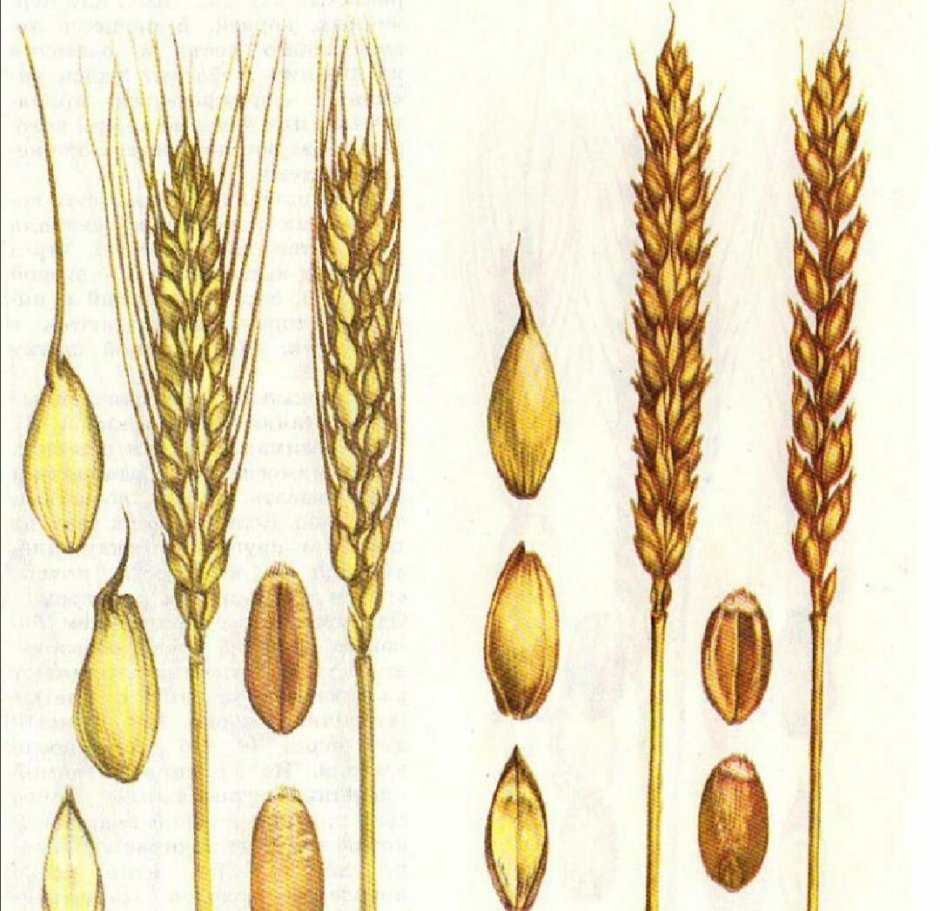 Безостая пшеница Колос