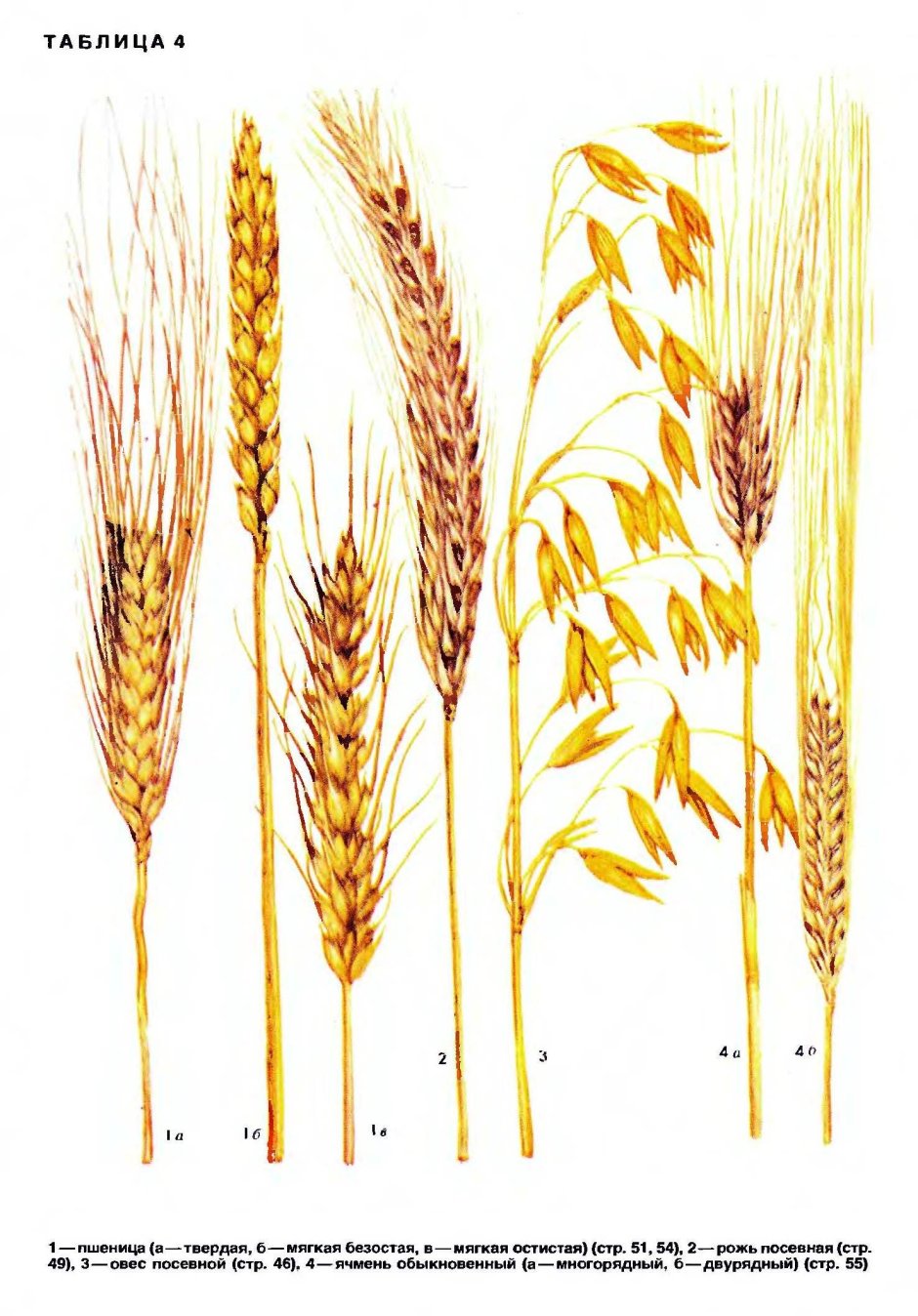 Колос рожь пшеница ячмень