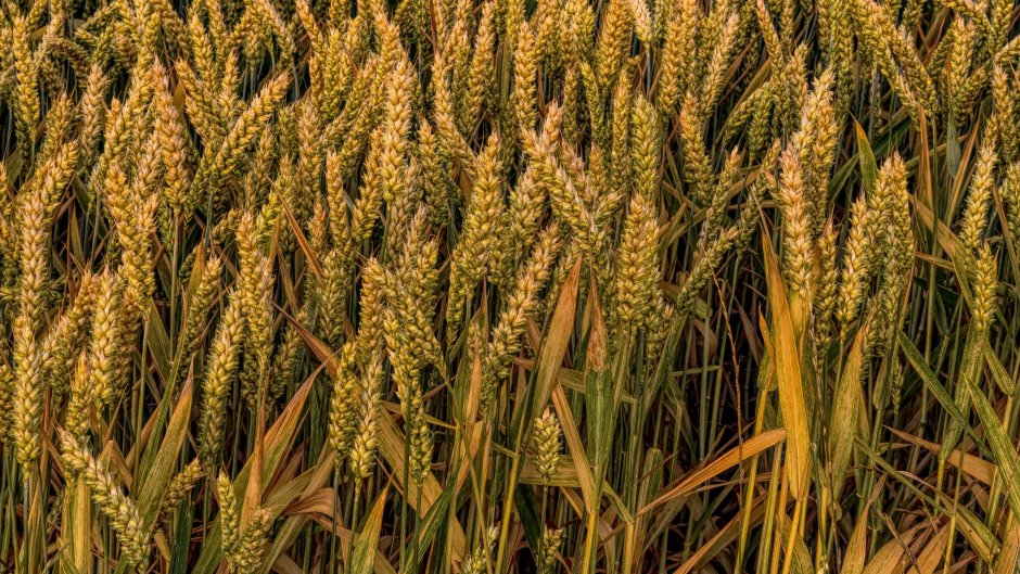 Пшеница Донская Безостая