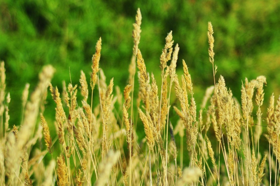 Растение похожее на пшеницу