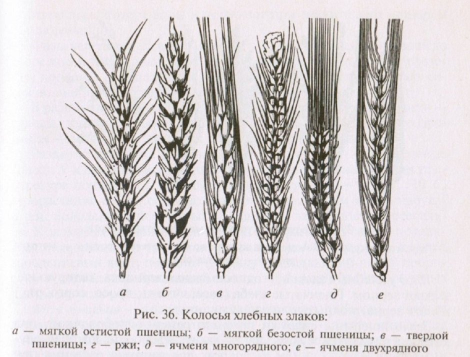 Строение пшеницы ржи ячменя