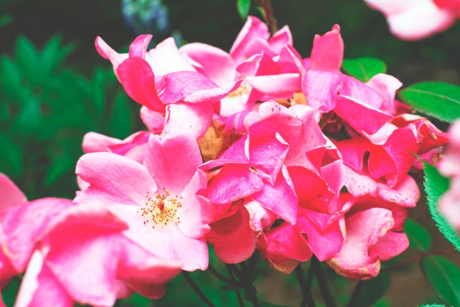 Семейство Розоцветные розовые