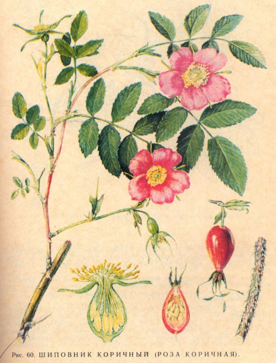 Шиповник коричный ( роза коричная)