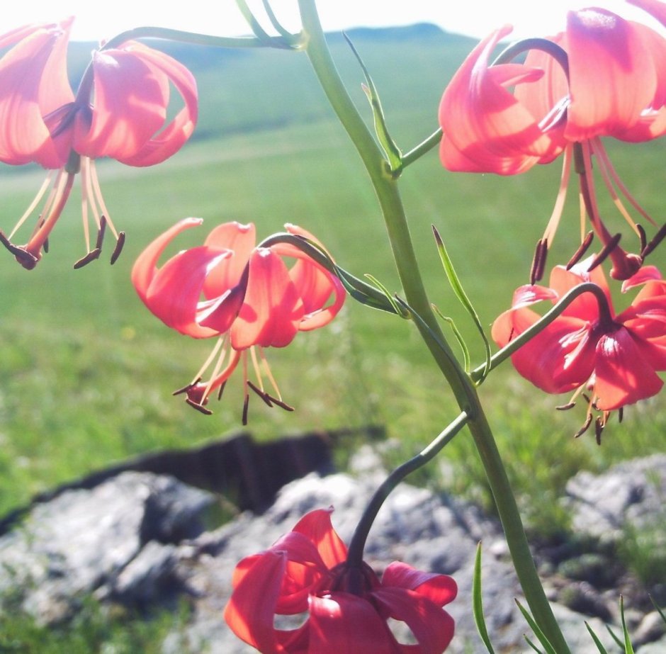 Саранка Байкальская цветок
