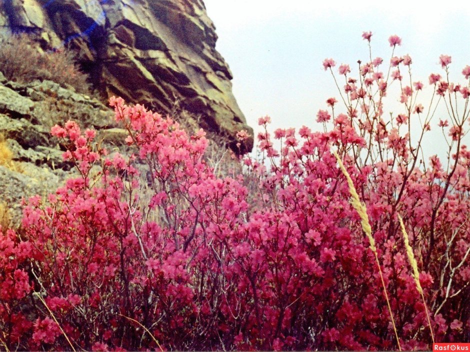Цветы Забайкальского края багульник