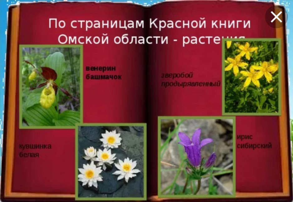 Растения Омской области занесенные в красную книгу