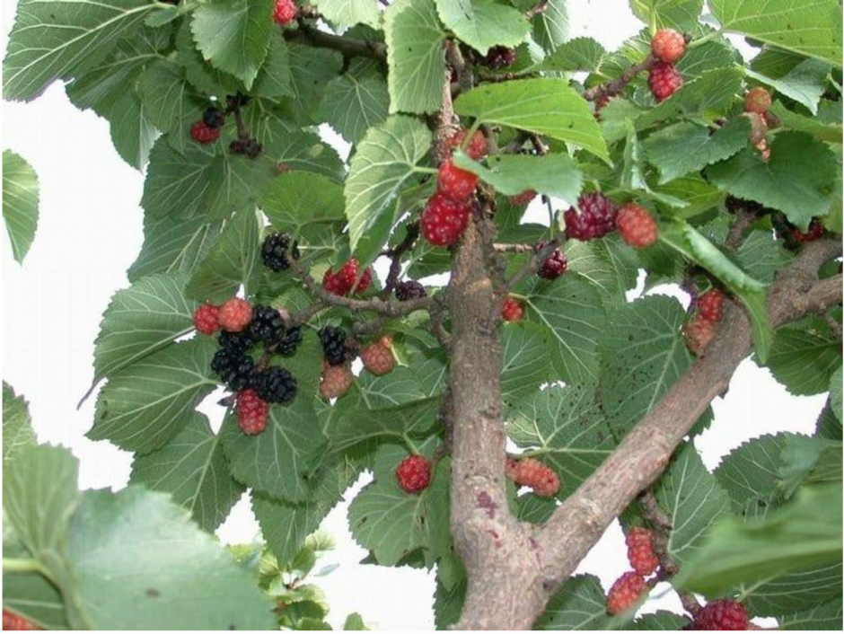 Шелковица ягода дерево
