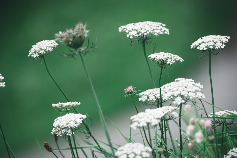 Трава с белыми цветочками зонтиками