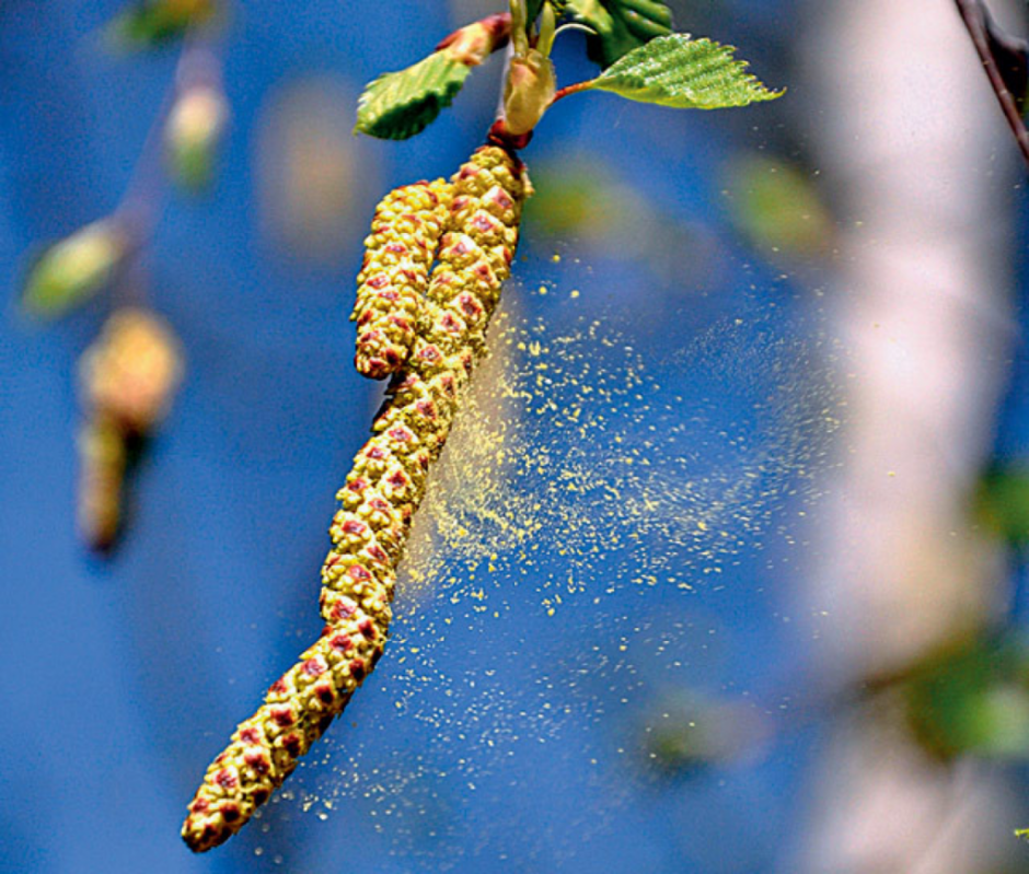 Пыльца ветроопыляемых растений