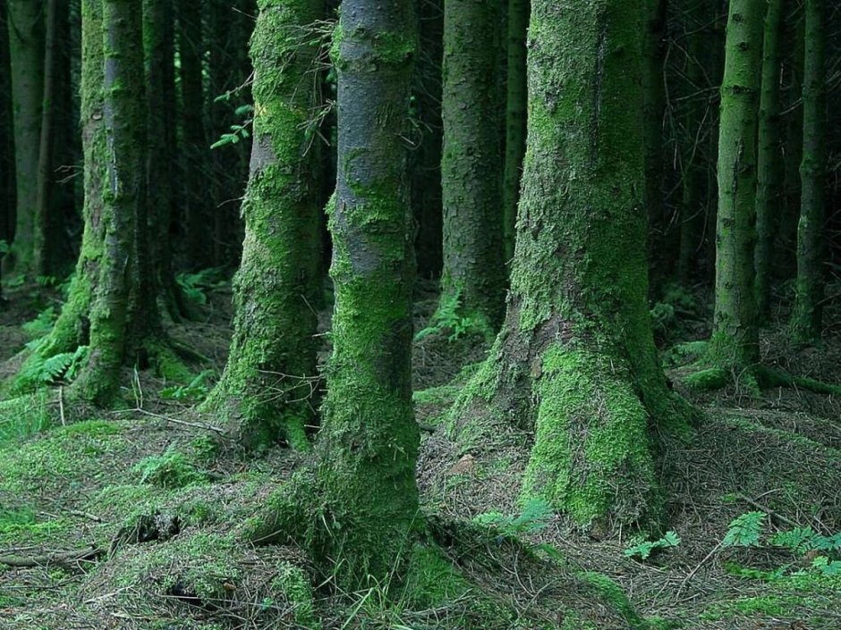 Мшистый лес