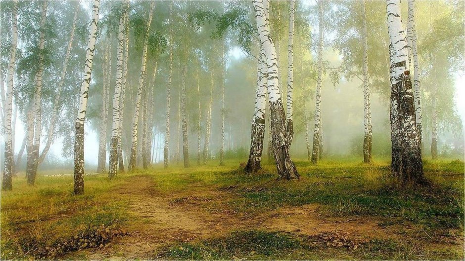 Андрей Шиндлер березовый лес