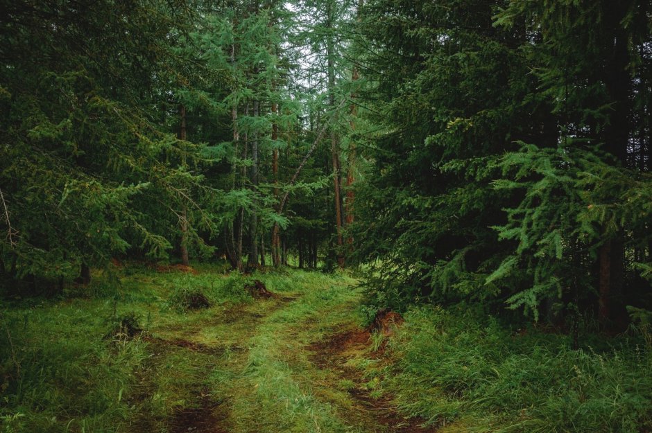 Мещанский лес