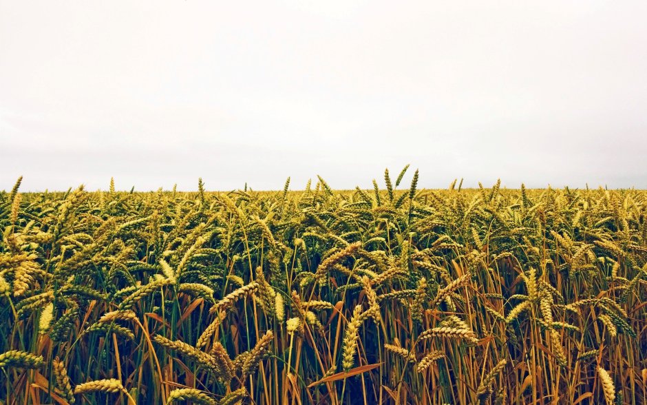 Поле засеянное пшеницей