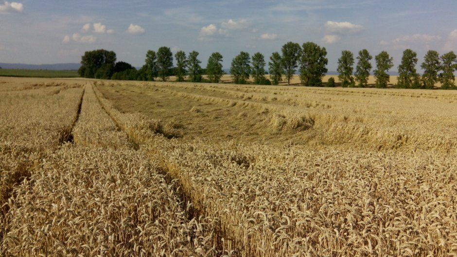 Озимая пшеница поле Черноземье