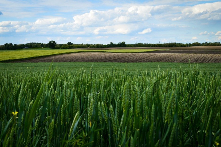 Поволжье сельхозугодья озимая пшеница