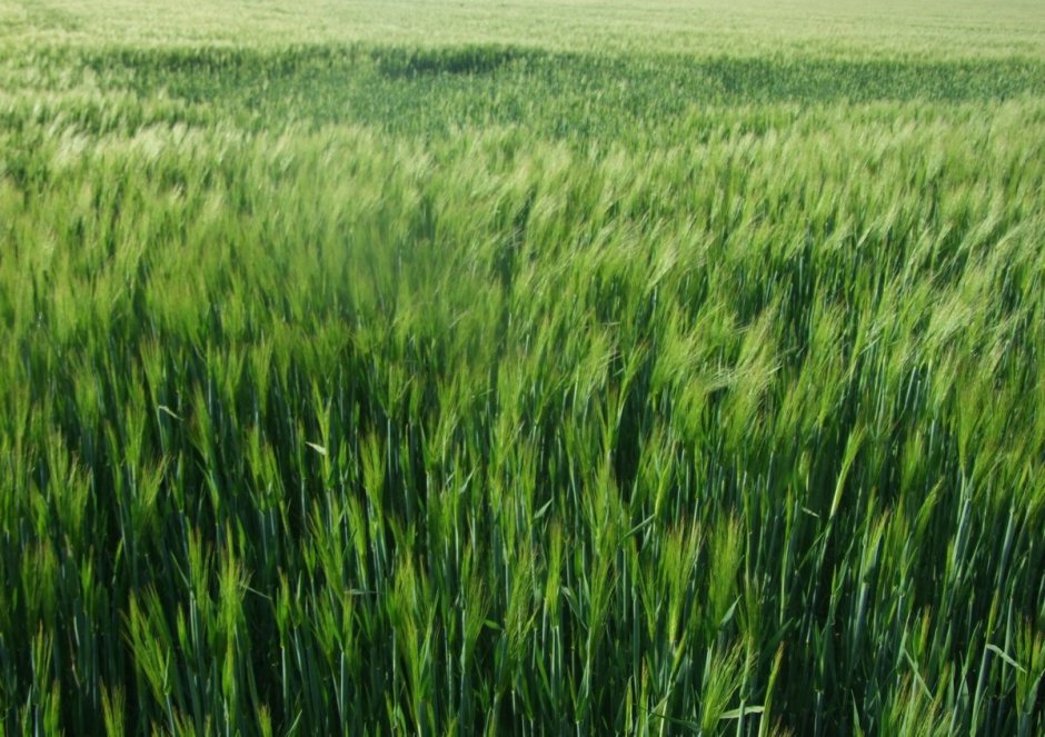 Красивое поле зеленой пшеницы
