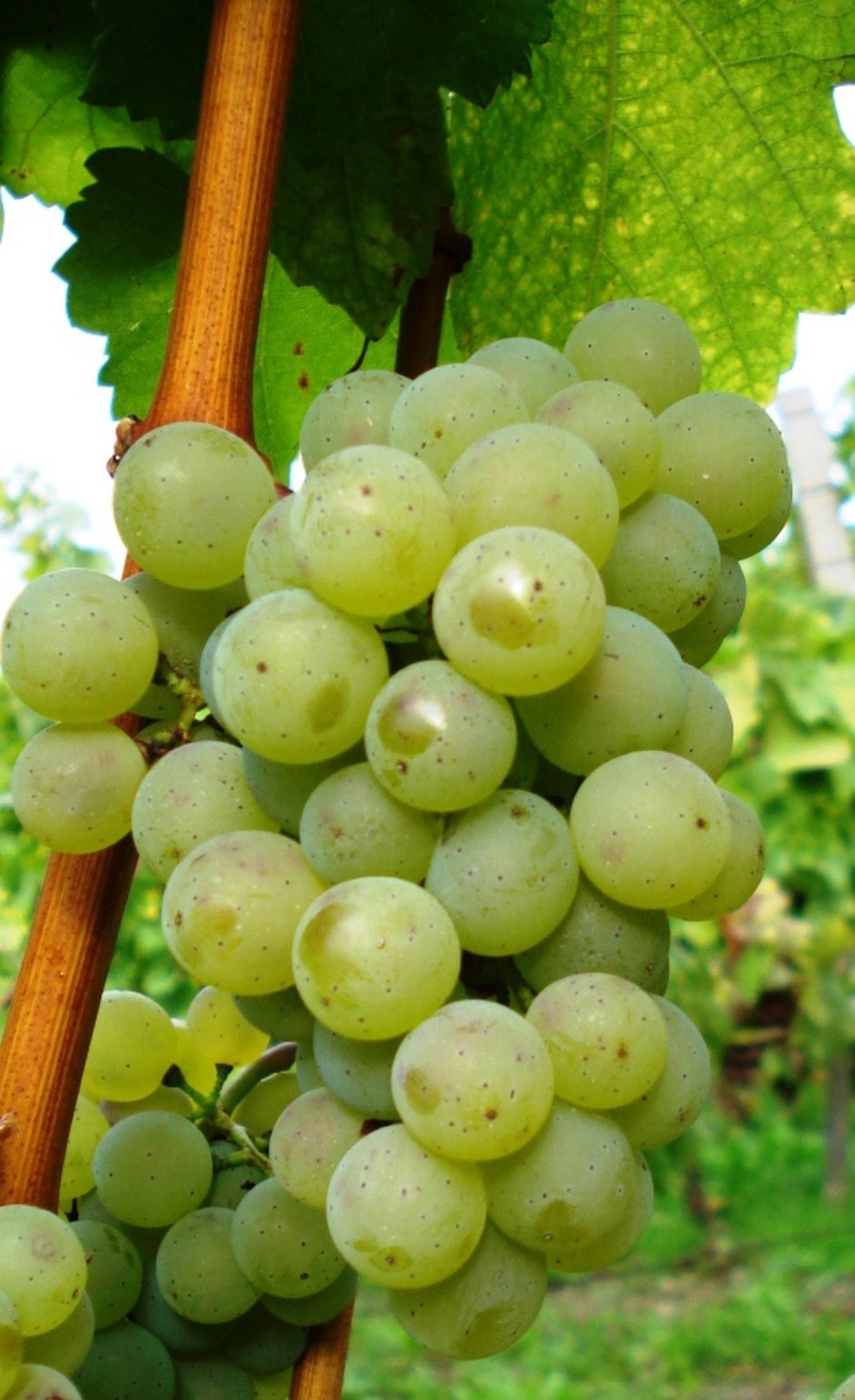Сильванер виноград
