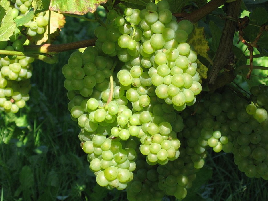Белый виноград Шардоне