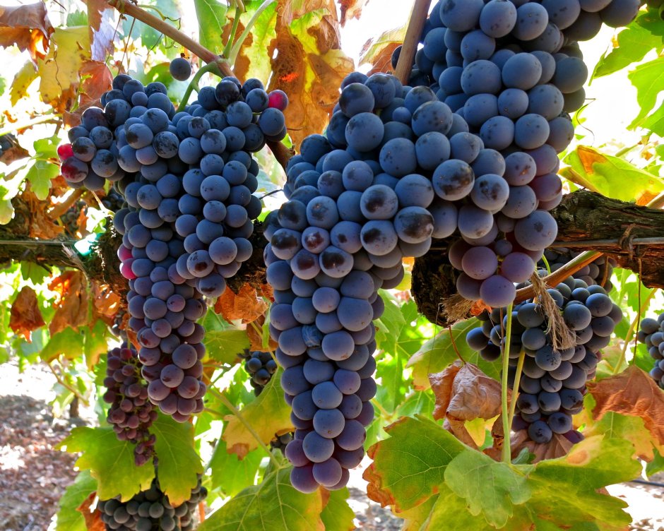 Ркацители виноград