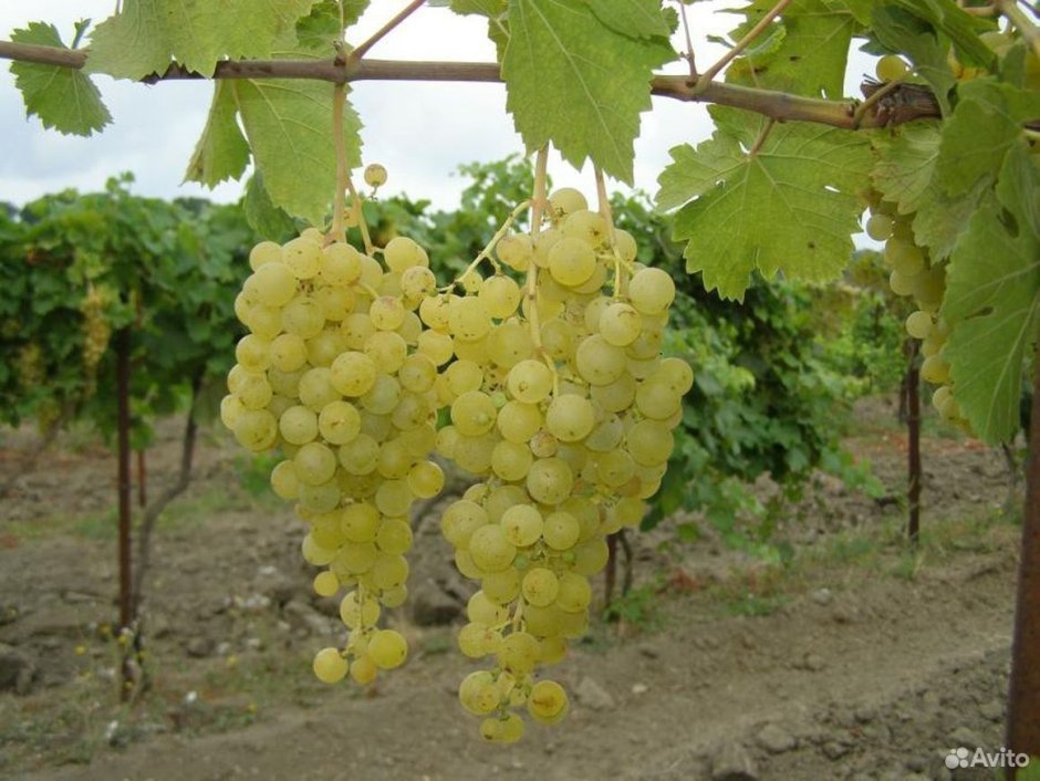Сорт винограда Бобаль характеристика