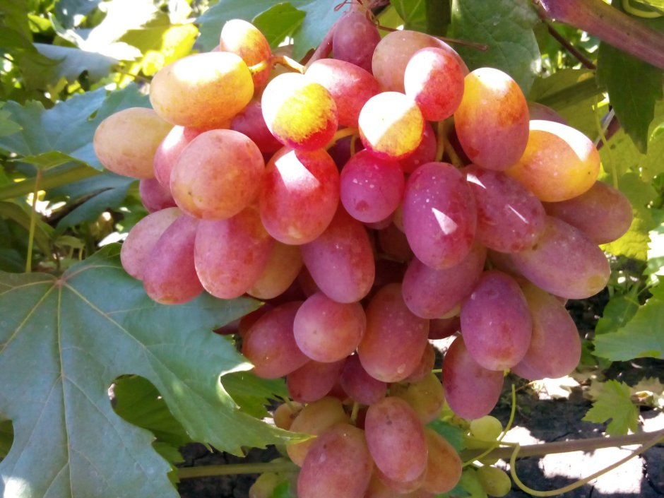 Диамант сорт винограда