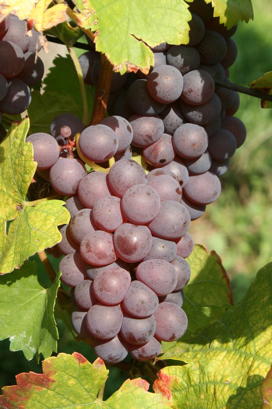 Совиньон Блан сорт винограда