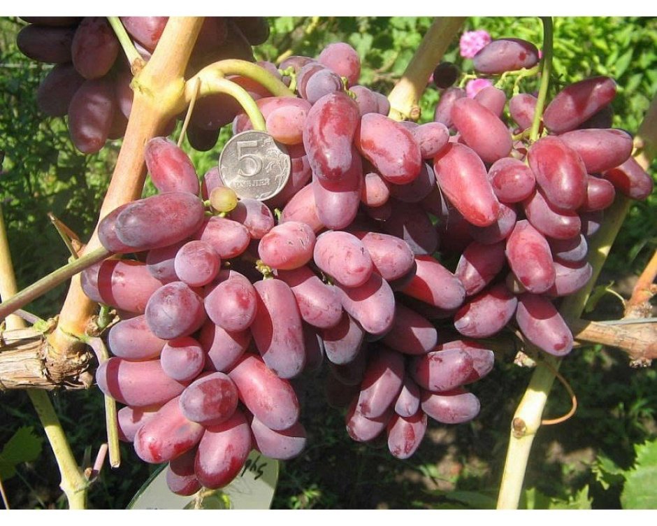 Сорт винограда Merlot