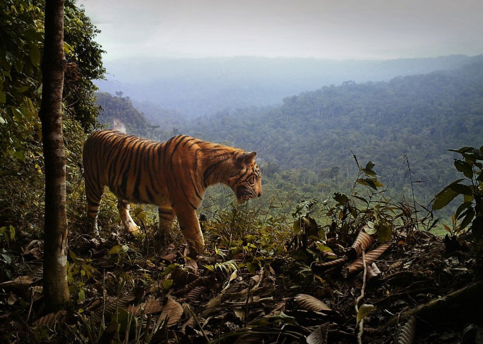 Суматранский тигр ареал
