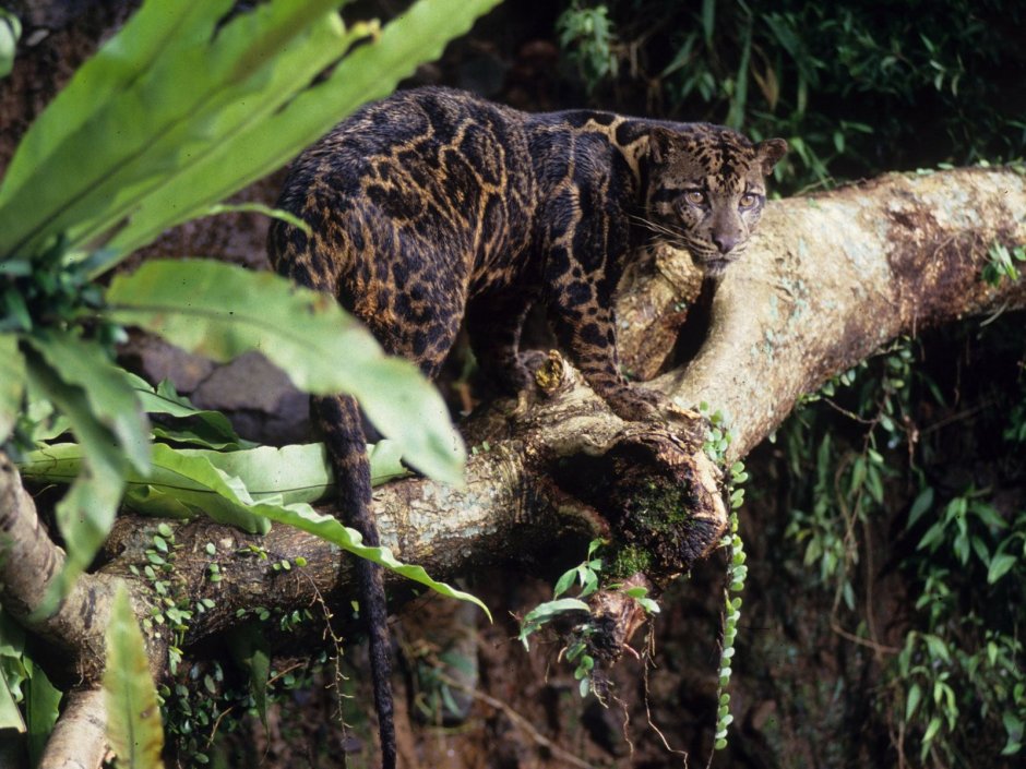 Дымчатый леопад Барнео