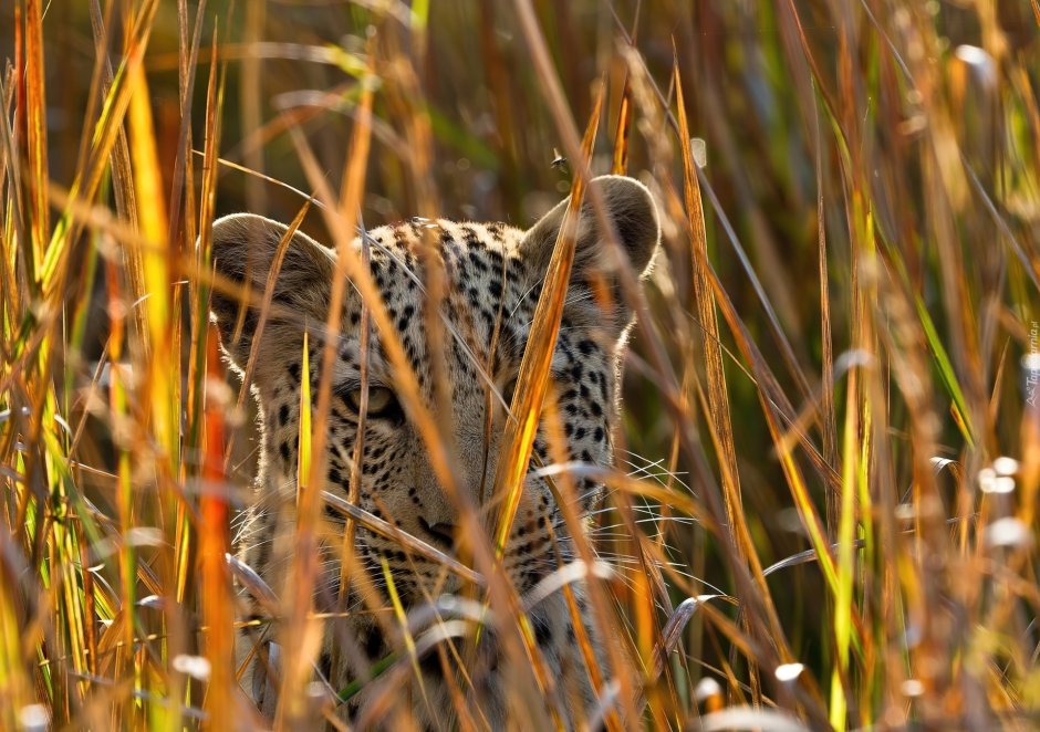 Нэшнл географик леопард