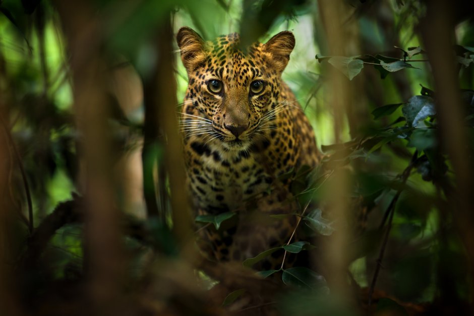 Леопард Таиланда