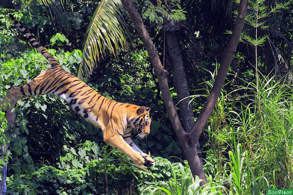 Тигр на Бали