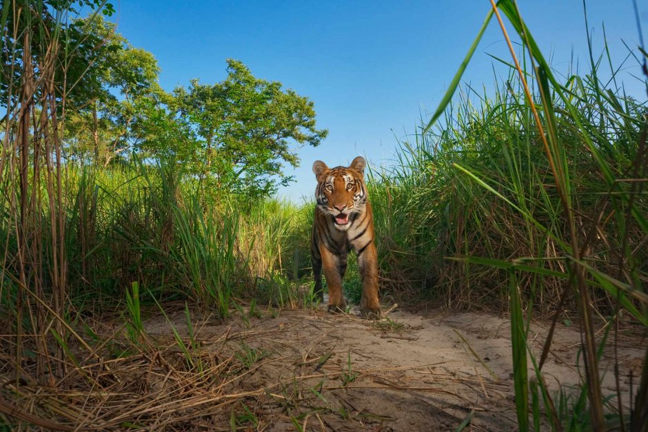 Национальный парк Казиранга тигры