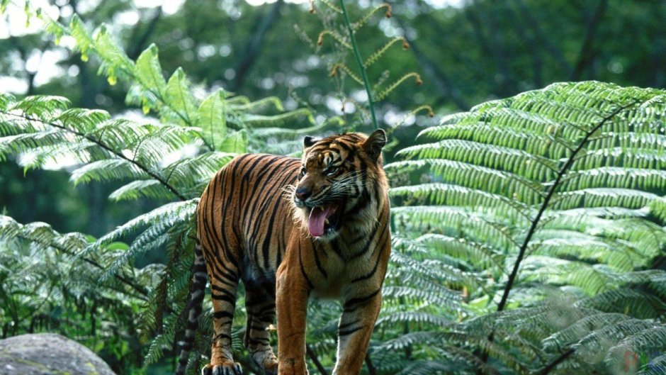 Суматранский тигр в дикой природе