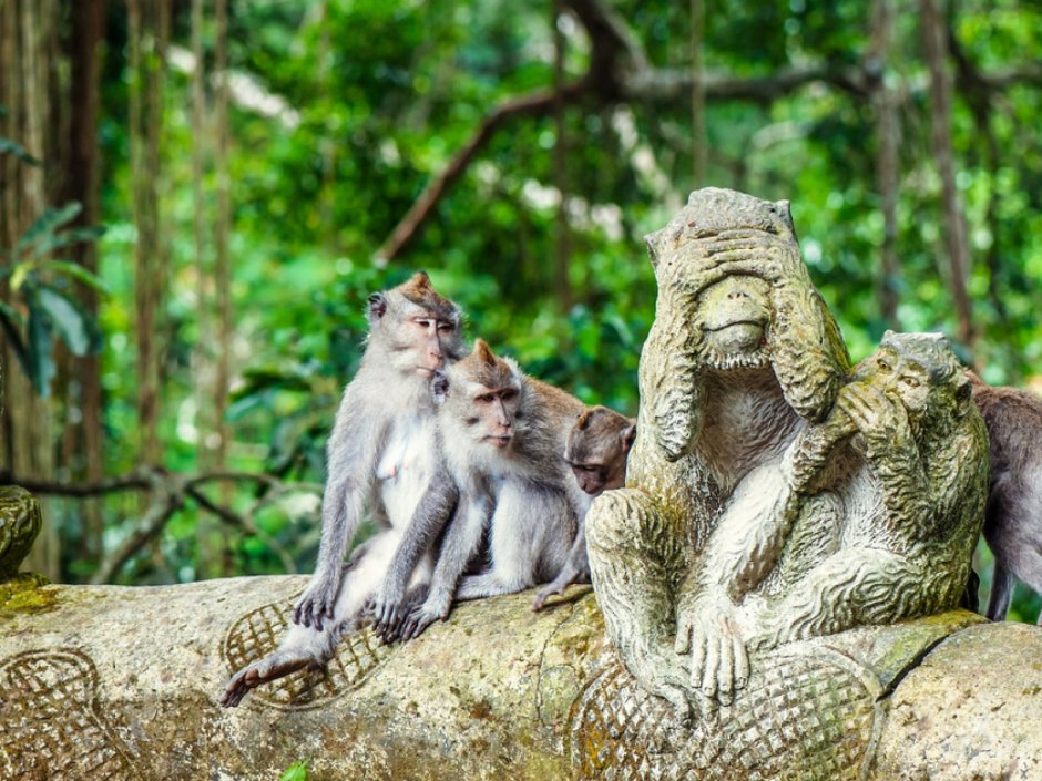 Убуд Бали лес обезьян