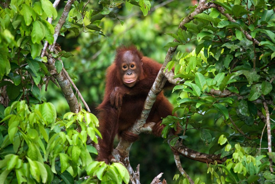 Малайзия орангутанг лес