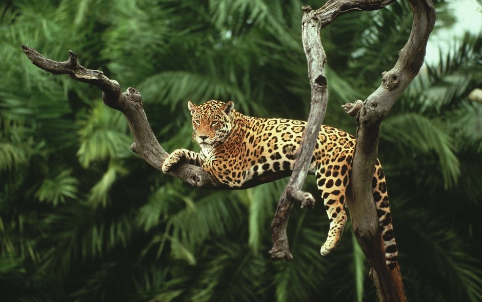 Ягуар тропического леса